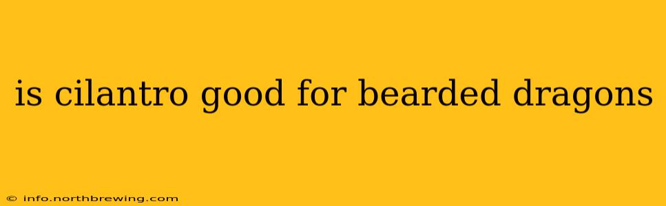 is cilantro good for bearded dragons