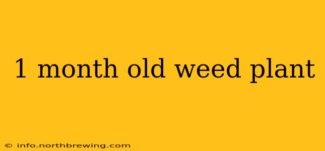 1 month old weed plant