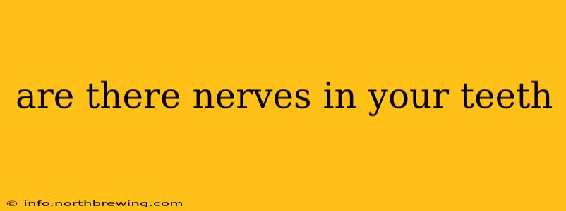 are there nerves in your teeth