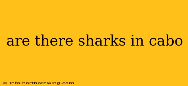 are there sharks in cabo