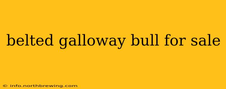 belted galloway bull for sale