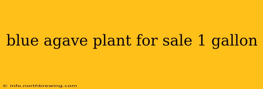 blue agave plant for sale 1 gallon