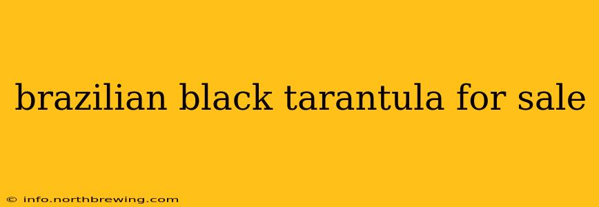 brazilian black tarantula for sale
