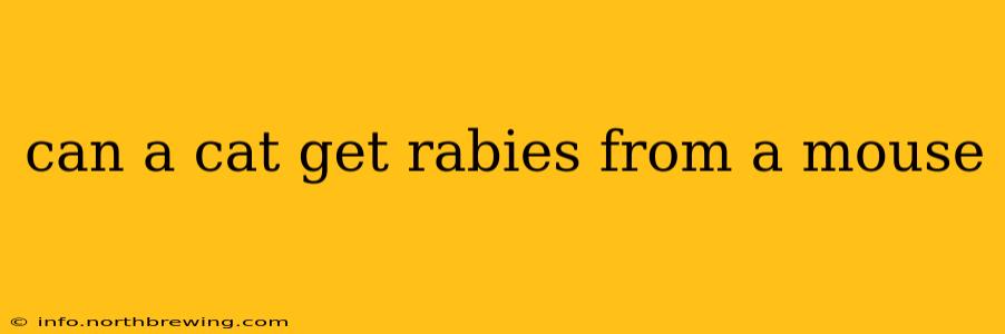 can a cat get rabies from a mouse
