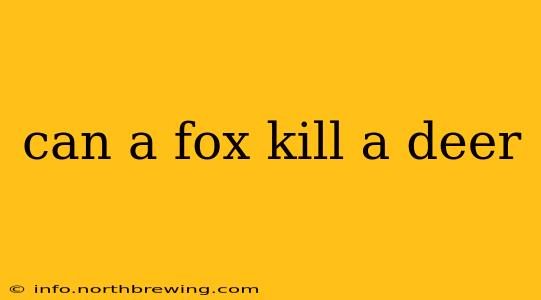 can a fox kill a deer