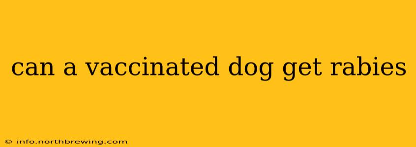 can a vaccinated dog get rabies