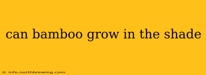 can bamboo grow in the shade