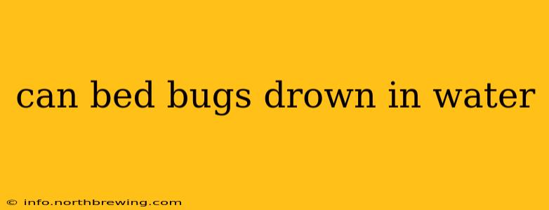 can bed bugs drown in water