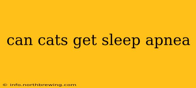 can cats get sleep apnea