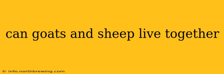 can goats and sheep live together