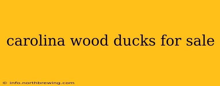 carolina wood ducks for sale