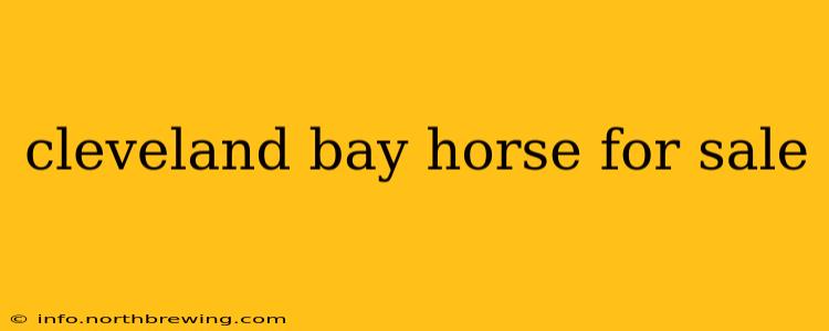 cleveland bay horse for sale
