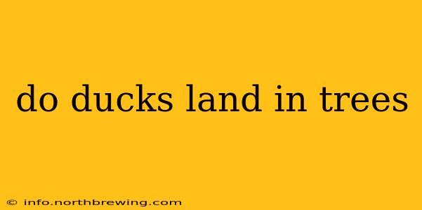 do ducks land in trees
