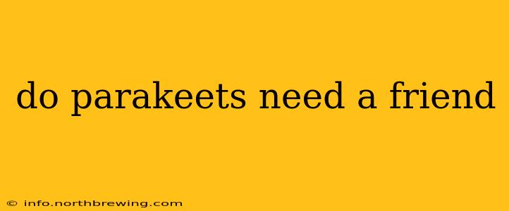 do parakeets need a friend