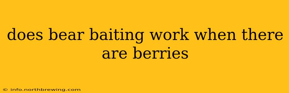 does bear baiting work when there are berries