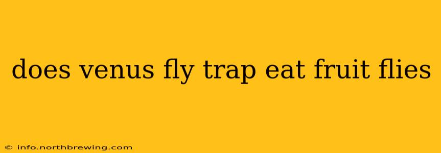 does venus fly trap eat fruit flies