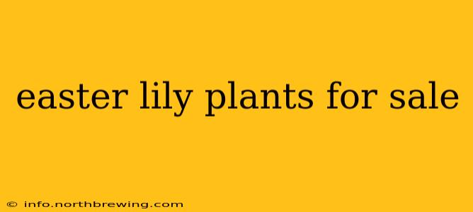 easter lily plants for sale