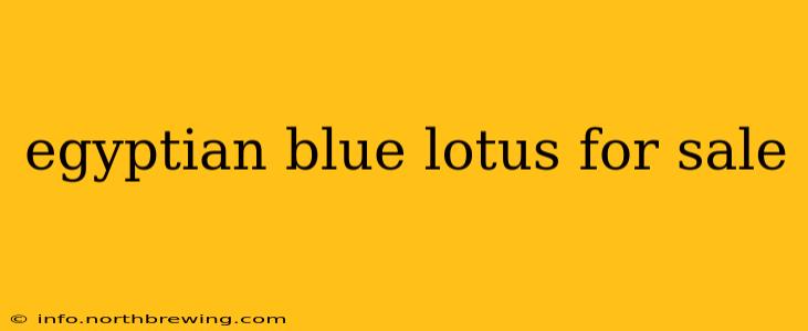 egyptian blue lotus for sale