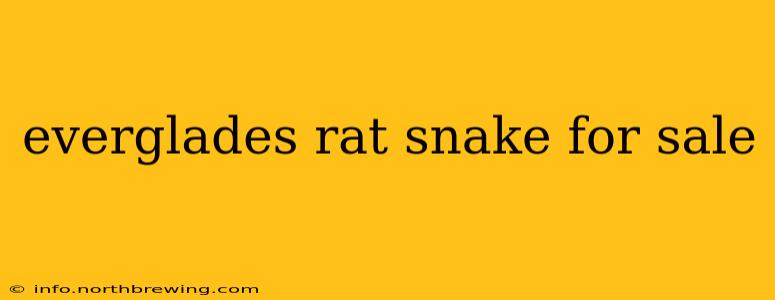 everglades rat snake for sale