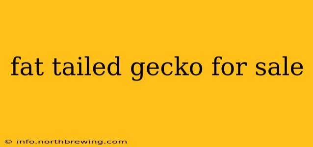 fat tailed gecko for sale