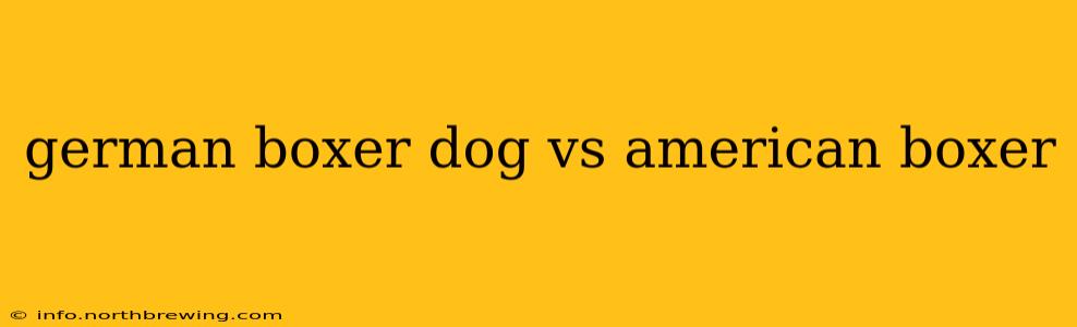 german boxer dog vs american boxer