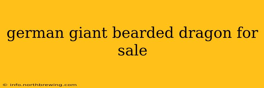 german giant bearded dragon for sale