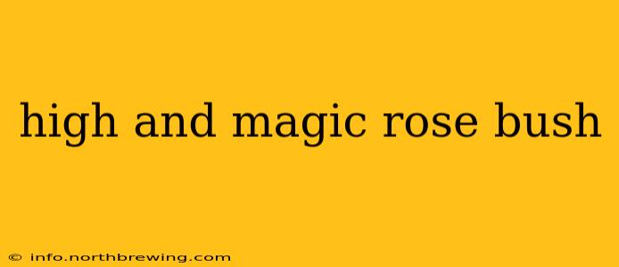 high and magic rose bush