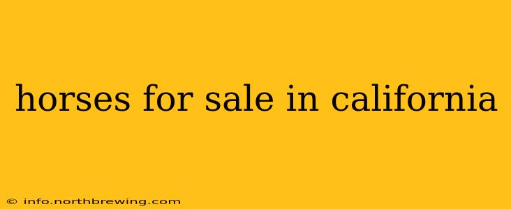 horses for sale in california