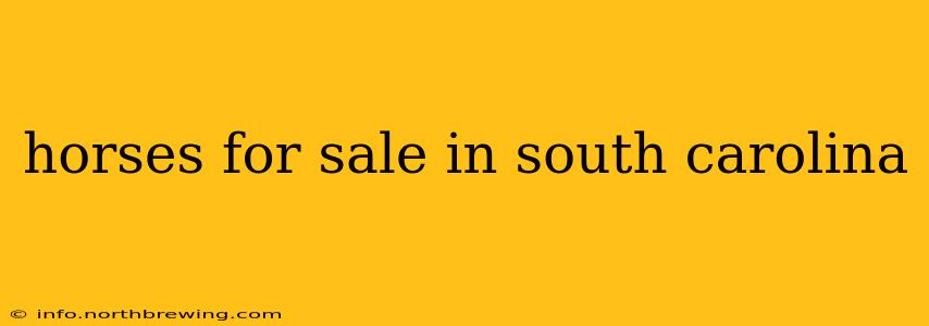 horses for sale in south carolina