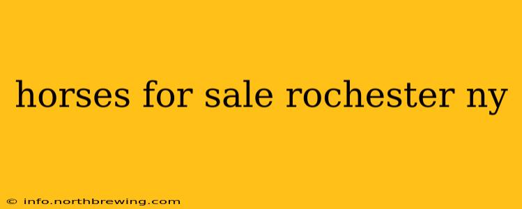 horses for sale rochester ny