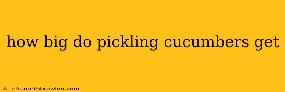how big do pickling cucumbers get