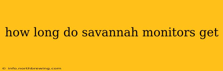 how long do savannah monitors get