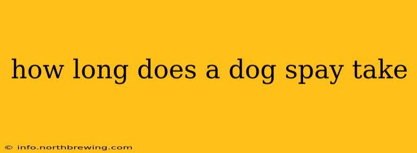 how long does a dog spay take