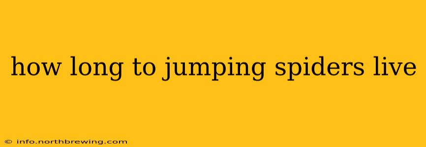 how long to jumping spiders live