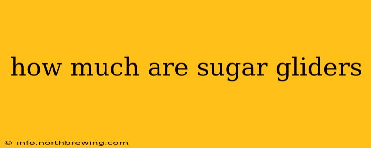 how much are sugar gliders