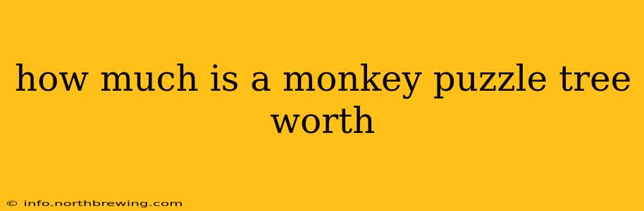 how much is a monkey puzzle tree worth