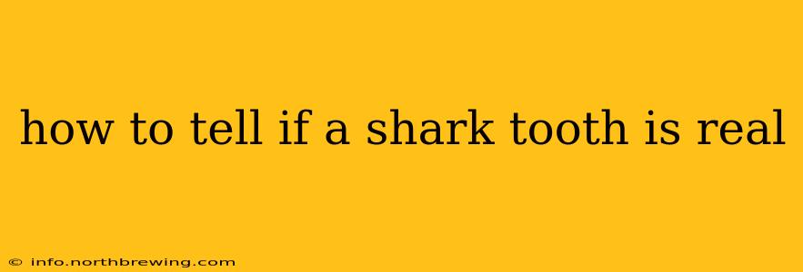 how to tell if a shark tooth is real