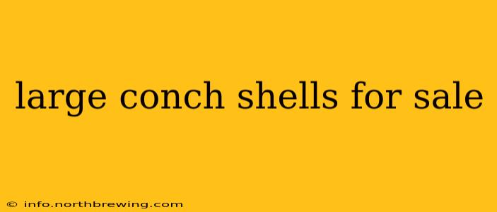 large conch shells for sale