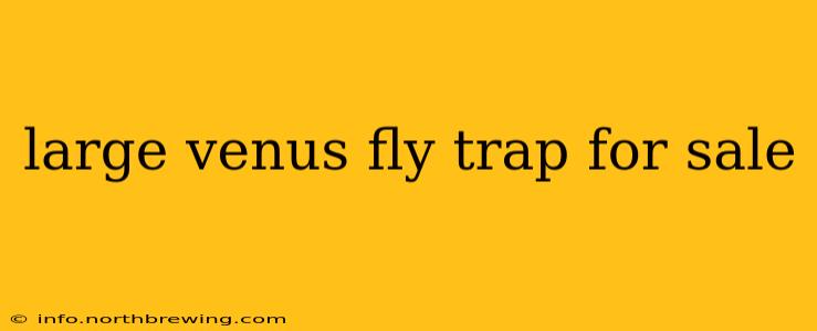 large venus fly trap for sale