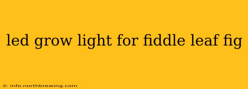 led grow light for fiddle leaf fig