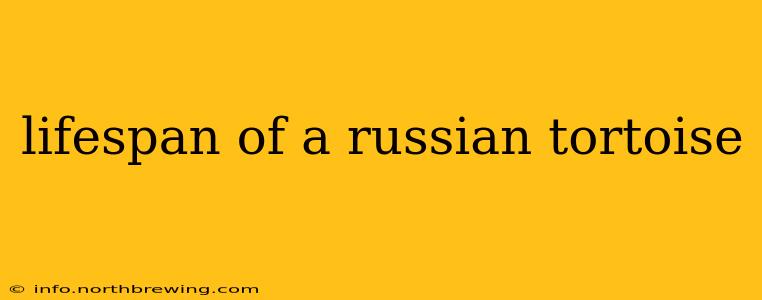 lifespan of a russian tortoise