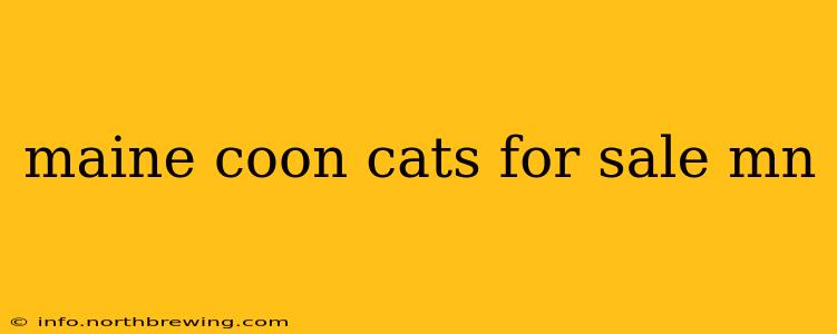 maine coon cats for sale mn
