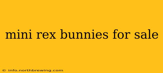 mini rex bunnies for sale