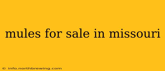 mules for sale in missouri