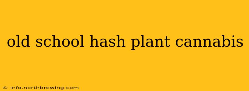 old school hash plant cannabis