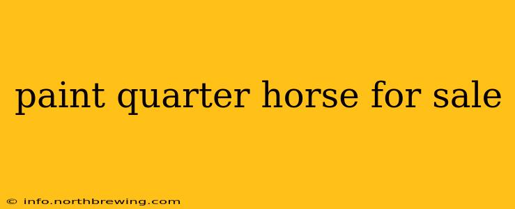 paint quarter horse for sale