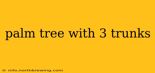 palm tree with 3 trunks