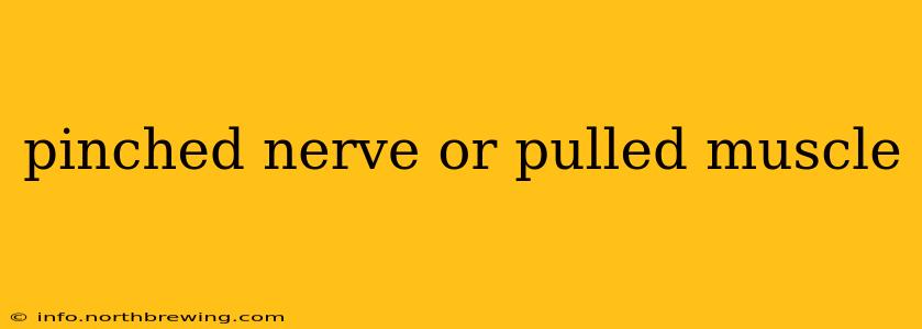 pinched nerve or pulled muscle