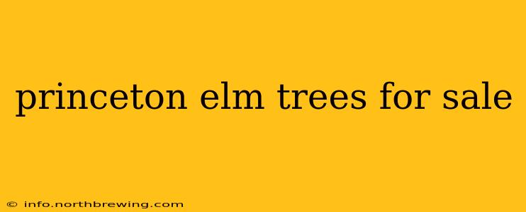 princeton elm trees for sale