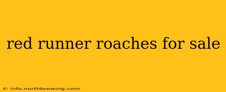 red runner roaches for sale
